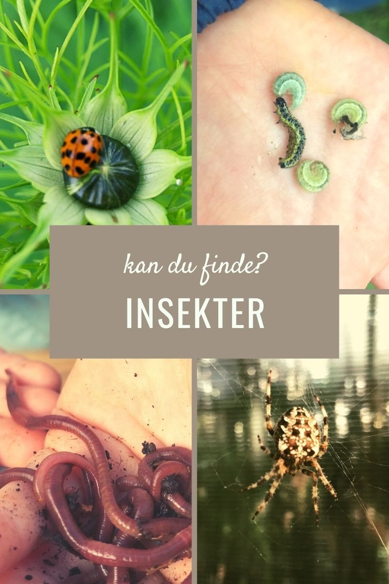 Kan du finde insekter?